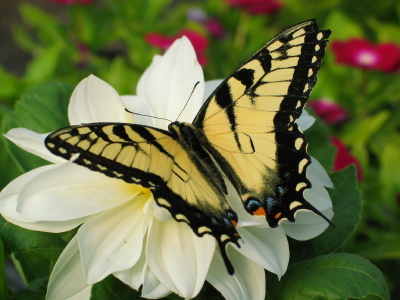 Eastern Tiger Swallowtail with Wings Spread