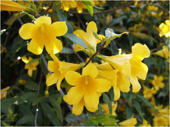 SC's State Flower Yellow Jessamine