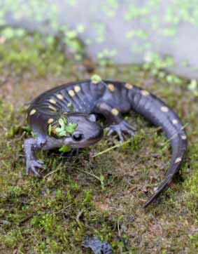 Spotted Salamander on Moss