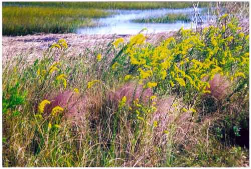 Sweetgrass and Goldenrod