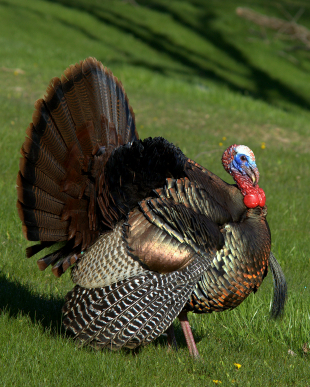 Wild Turkey with Plumage Spread